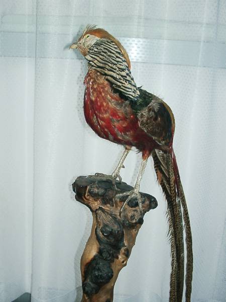 ☆金鶏鳥（キンケイチョウ）☆鳥の剥製☆動物オブジェ☆飾り物(科学
