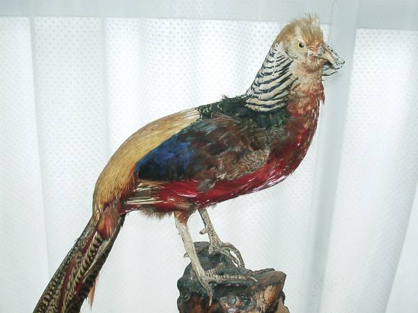 ☆金鶏鳥（キンケイチョウ）☆鳥の剥製☆動物オブジェ☆飾り物(科学
