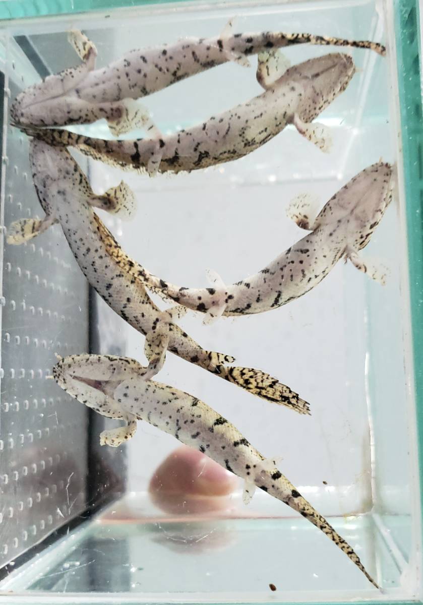 即決 5匹 ポリプテルス エンドリケリー 腹ゴマ 約7cm※九州地方、沖縄 