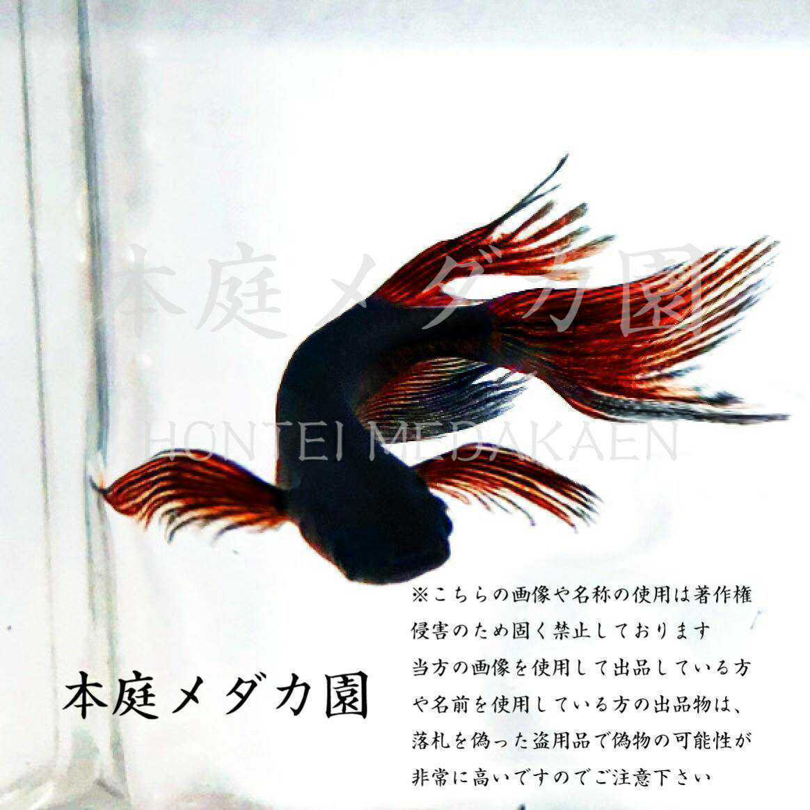 本庭メダカ園 漆黒紅ヒレ長 黒龍王 の卵10 A個 漆黒のボディに極紅のヒレをもつ厳選親の卵 五式 サタン系統極みオリジナル めだか 売買されたオークション情報 Yahooの商品情報をアーカイブ公開 オークファン Aucfan Com 本庭メダカ園 漆黒紅ヒレ長 黒龍王 の卵10 A個 漆黒のボディに極紅のヒレをもつ厳選親の卵 五式 サタン系統極みオリジナル めだか 売買されたオークション情報 Yahooの商品情報をアーカイブ公開 オークファン Aucfan Com