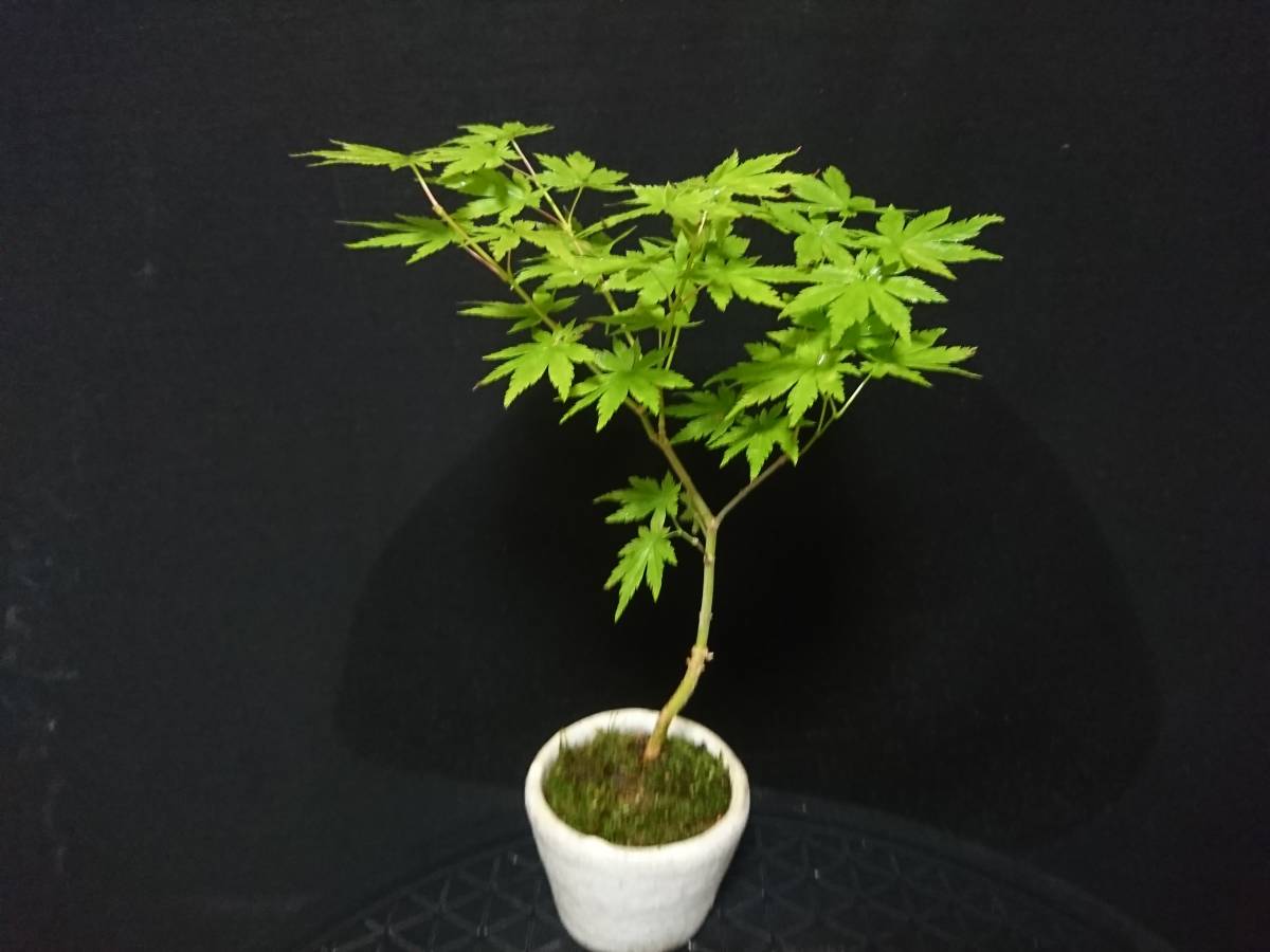 盆栽 有明もみじ 紅葉 モミジ ミニ盆栽 | 小品盆栽 小葉性 もみじ 