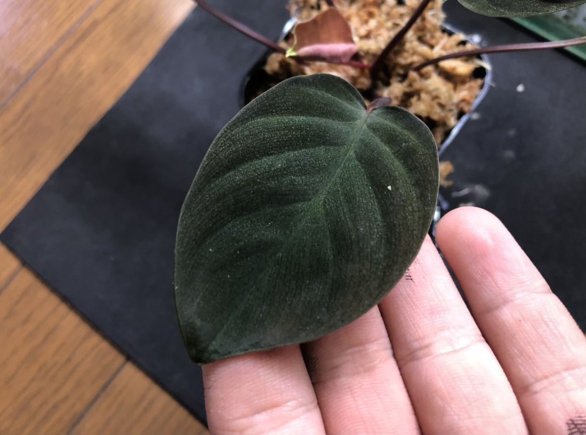 Homalomena sp. Sabah 強ラメ ホマロメナ サバ Homalomena