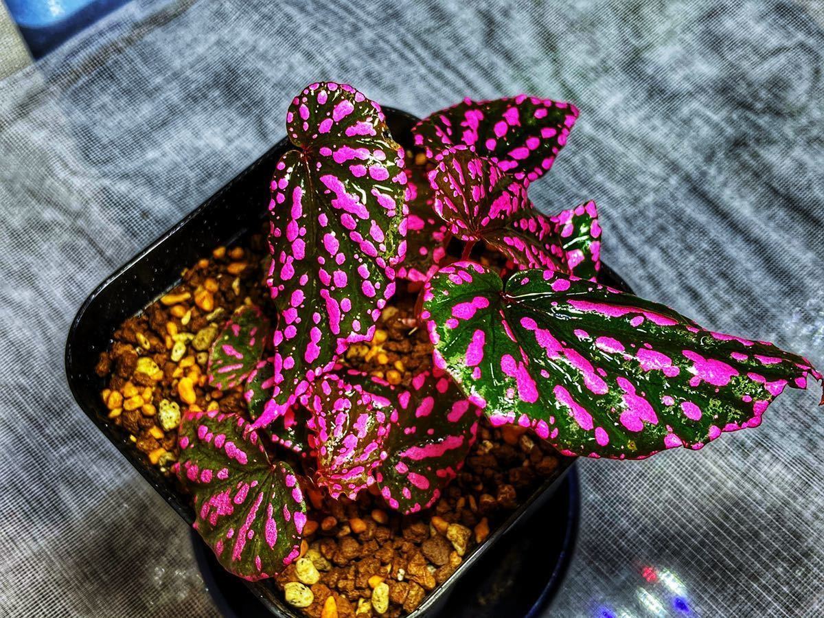 ベゴニア ネグロセンシス Begonia Negrosensis ピンクドット 観葉植物 売買されたオークション情報 Yahooの商品情報をアーカイブ公開 オークファン Aucfan Com
