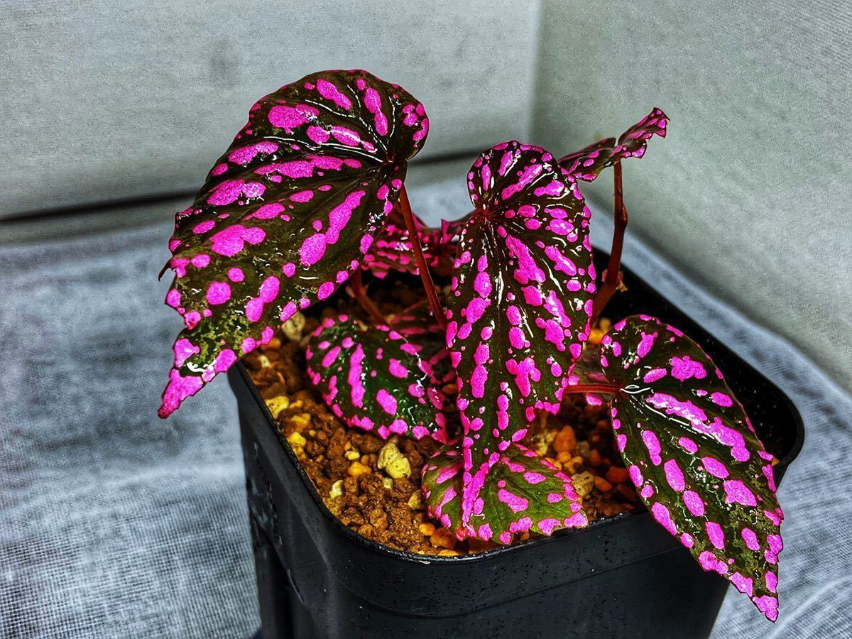 ベゴニア ネグロセンシス Begonia Negrosensis ピンクドット 観葉植物 売買されたオークション情報 Yahooの商品情報をアーカイブ公開 オークファン Aucfan Com