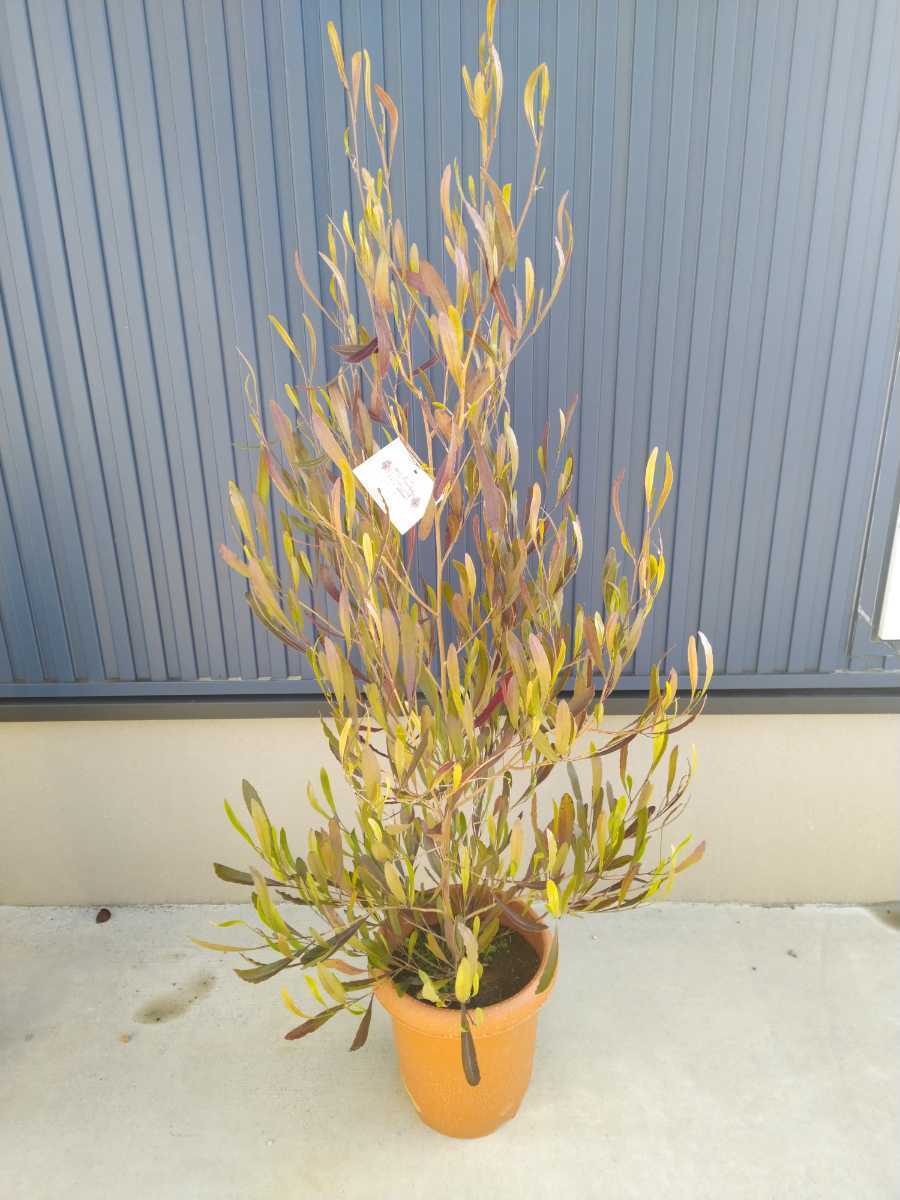 Anthurium x luxurians radicans Luxurians – | Plants Foliage