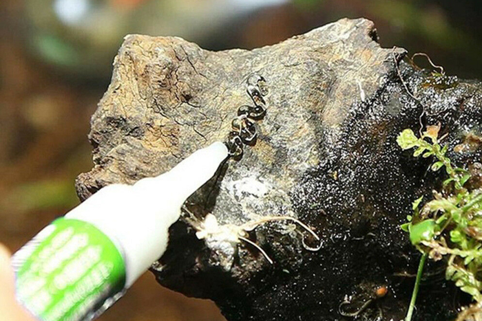 水草やモスの活着に 水草専用グルー 3本セット 接着剤 活着 ウィローモス ナナ ブセファランドラ ウィローモス 売買されたオークション情報 Yahooの商品情報をアーカイブ公開 オークファン Aucfan Com 水草やモスの活着に 水草専用グルー 3本セット 接着剤 活着 ウィローモス ナナ ブセファランドラ ウィローモス 売買されたオークション情報 Yahooの商品情報をアーカイブ公開 オークファン Aucfan Com