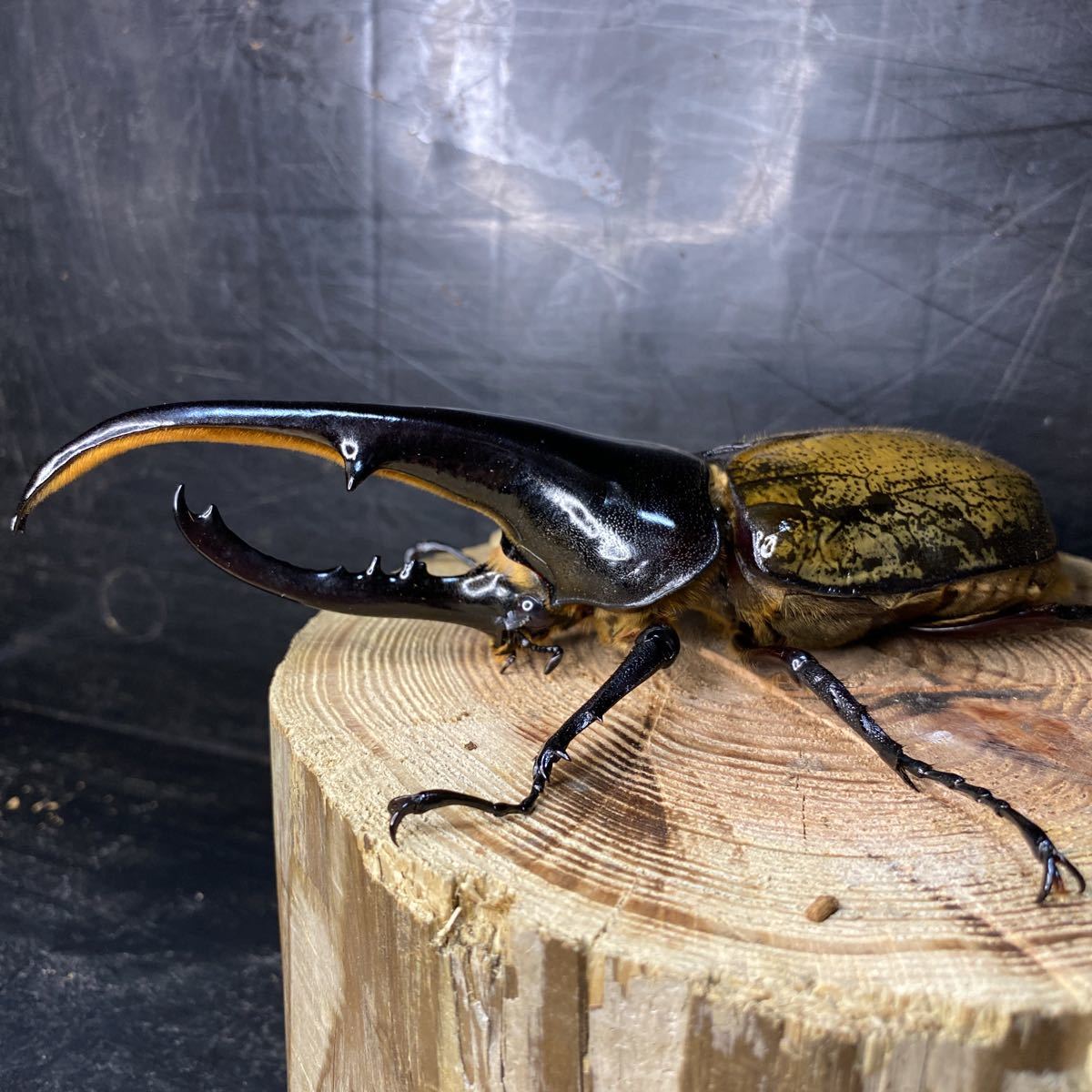 ヘラクレスオオカブト♂単品