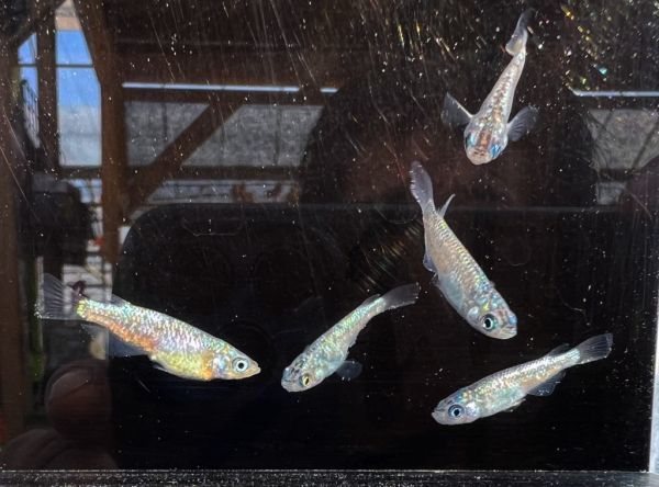 メセナライフ 青花めだか 小川ブラックラメ 雄３ 雌２匹の出品 めだか 売買されたオークション情報 Yahooの商品情報をアーカイブ公開 オークファン Aucfan Com