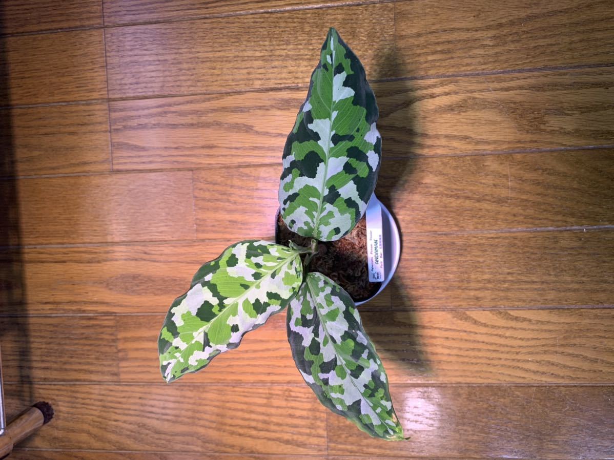 大型美品！見応え十分です！アグラオネマ　アンダマン　子株あり Aglaonema pictum var. tricolor アンダマン諸島 ポートブレア北部地域