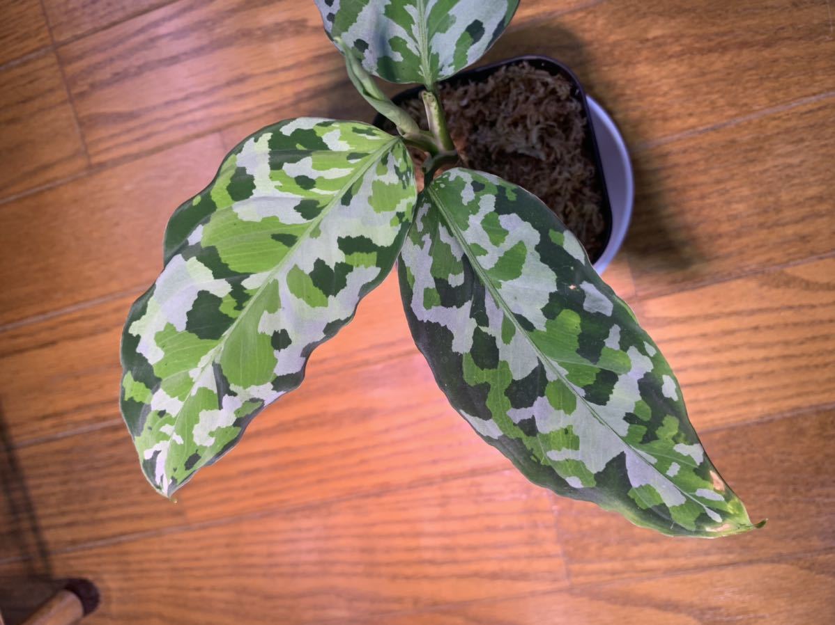 アグラオネマ アンダマン 増殖株