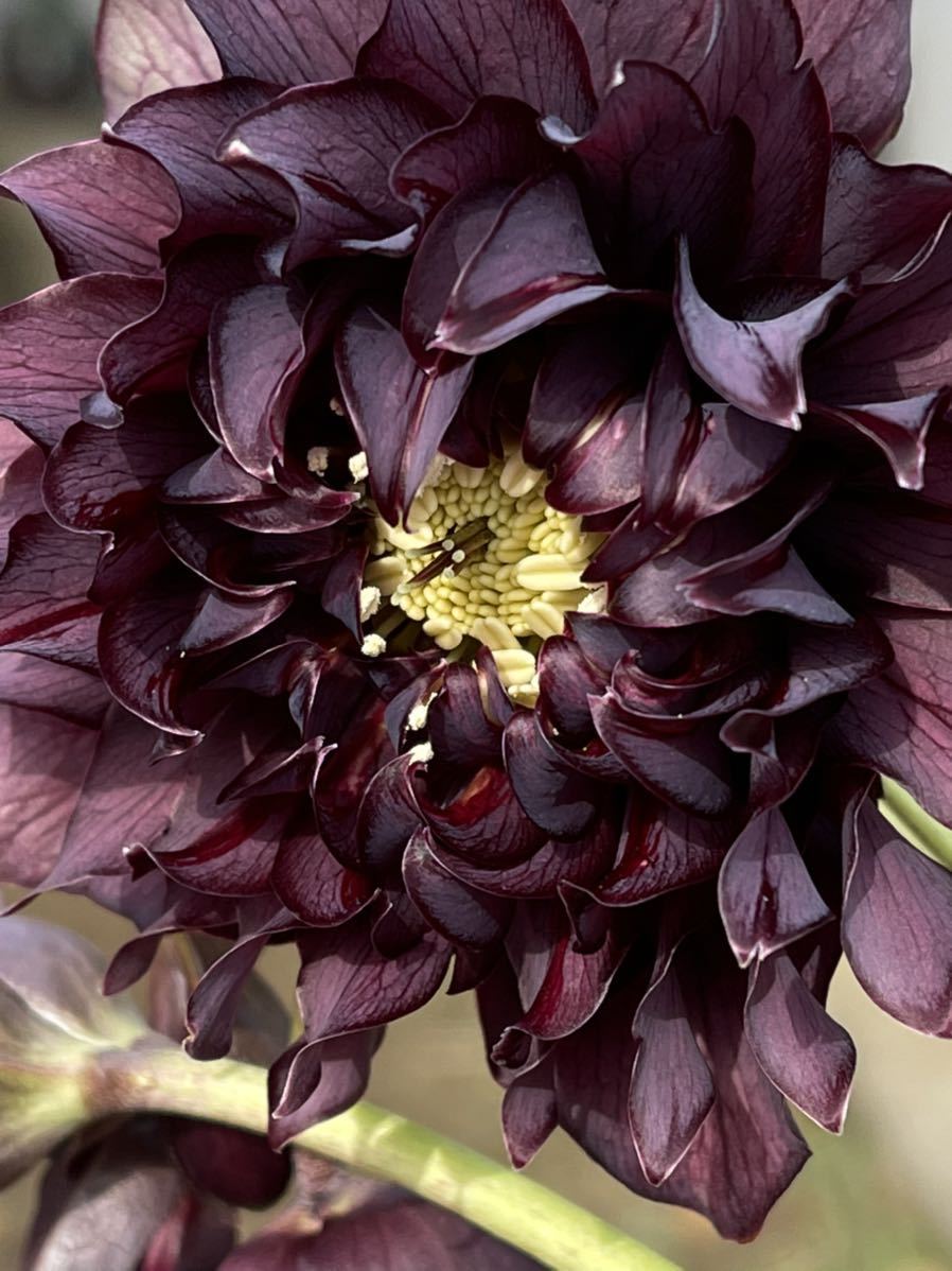 クリスマスローズ ダーククレオパトラ（未開花、株分） 【公式通販】