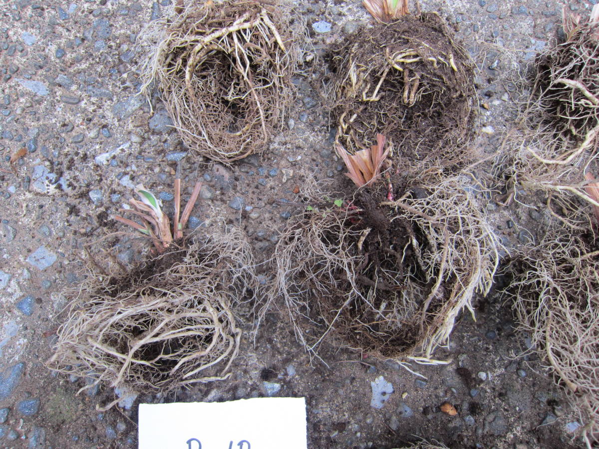 三寸アヤメ チャボアヤメ 10株 菖蒲 花ショウブ 青色 たくさん 球根 株 B 球根 売買されたオークション情報 Yahooの商品情報をアーカイブ公開 オークファン Aucfan Com 三寸アヤメ チャボアヤメ 10株 菖蒲 花ショウブ 青色 たくさん 球根 株 B 球根 売買されたオークション情報 Yahooの商品情報をアーカイブ公開 オークファン Aucfan Com