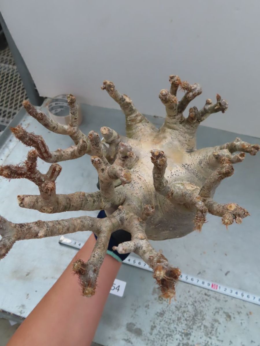 フ154 「現地株」パキポディウム グラキリス S 抜き苗【Pachypodium