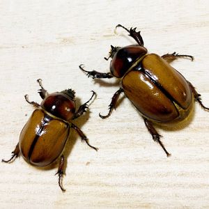 【標本】ゴロファミヌトゥス♂♀ペア ゴロファミヌトゥスのYahoo!オークション(旧ヤフオク!)の相場・価格を