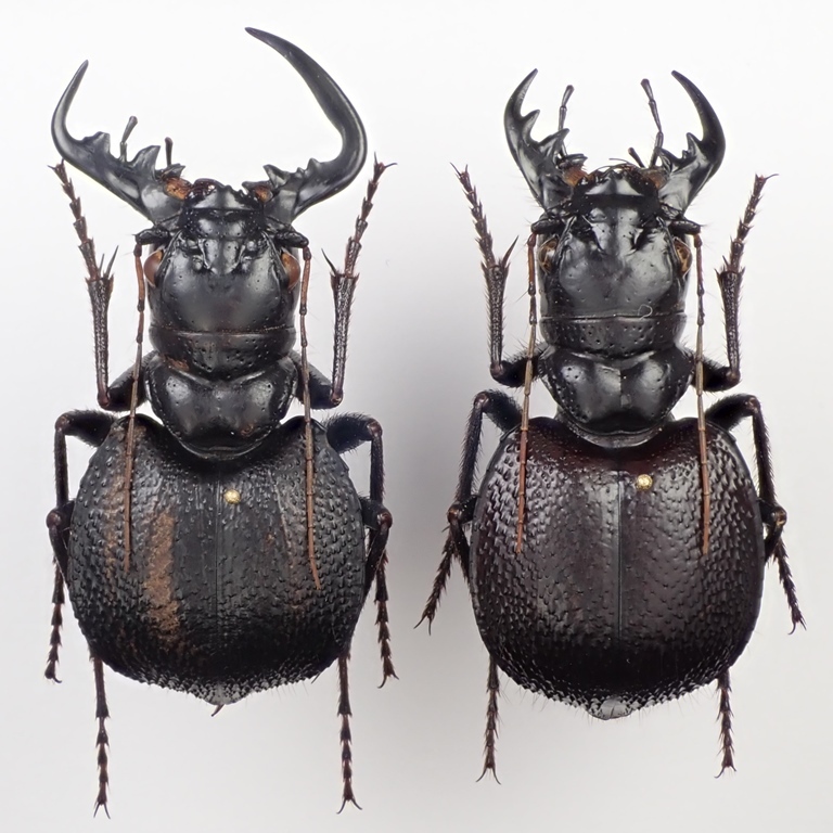 モザンビーク産 オオエンマハンミョウ Manticora sp. ♂50mm ペア