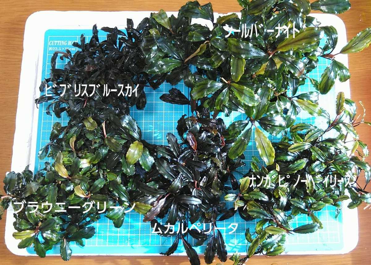 早い者勝ち！】ブセファランドラ sp 5種 成長点切り取り(水草)｜売買 