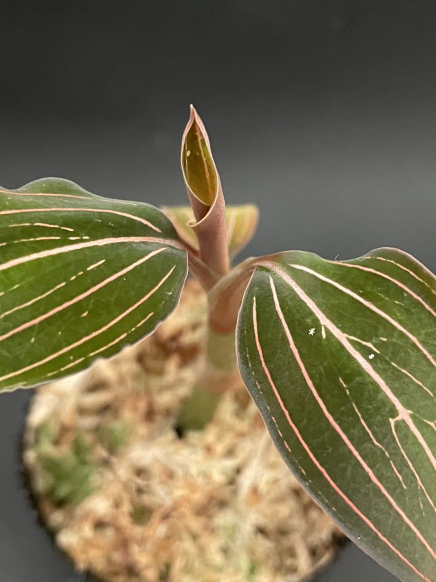 ホンコンシュスラン Ludisia Discolorジュエルオーキッド 送料無料 鉢のまま発送 人気no 1 Discolorジュエルオーキッド