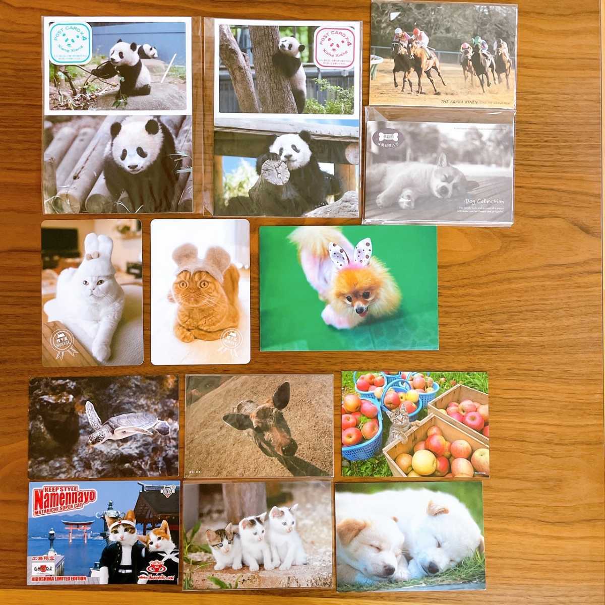 100円 動物 ポストカード53枚セット まとめ売り ねこのかぶりもの 旭山動物園 競馬 いずも イルカ 写真 ジャイアントパンダ 動物 売買されたオークション情報 Yahooの商品情報をアーカイブ公開 オークファン Aucfan Com