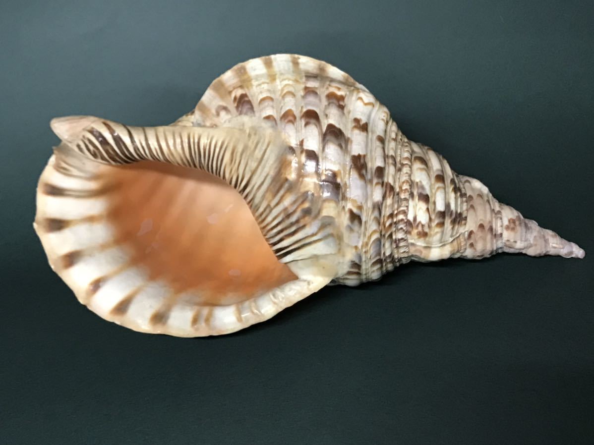法螺貝 ほら貝 大型 全長37cm ディスプレイ Www Amrapalihotel Com