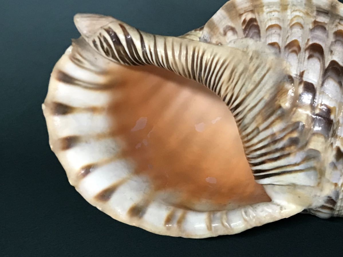 法螺貝 ほら貝 大型 全長37cm ディスプレイ Www Amrapalihotel Com