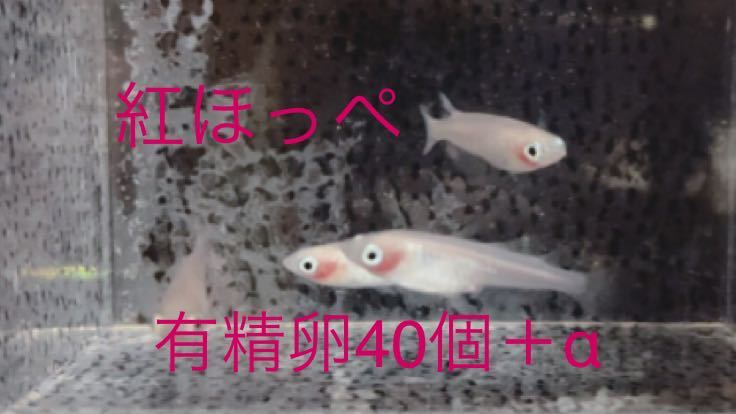 白透明鱗 めだか 紅ほっぺ かわいい 有精卵40個 A 雪メダカ めだか 売買されたオークション情報 Yahooの商品情報をアーカイブ公開 オークファン Aucfan Com