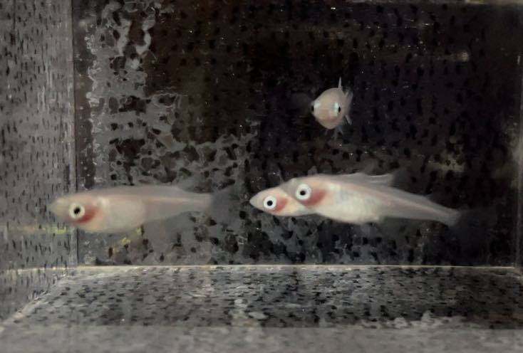 白透明鱗 めだか 紅ほっぺ かわいい 有精卵40個 A 雪メダカ めだか 売買されたオークション情報 Yahooの商品情報をアーカイブ公開 オークファン Aucfan Com