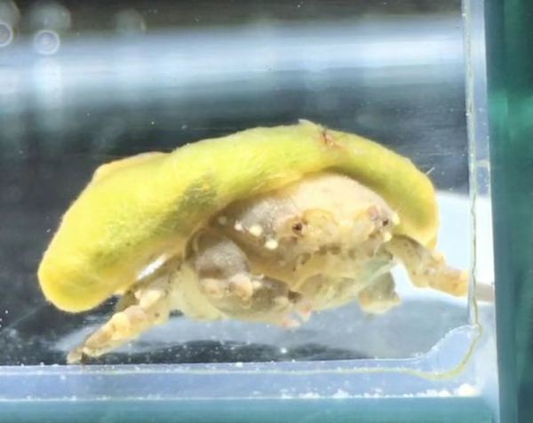 訳あり 現物 カイカムリ カイメン宿 Sssサイズ 甲殻類 スポンジクラブ 蟹 カニ 近海魚 海水魚 生体 海水魚 売買されたオークション情報 Yahooの商品情報をアーカイブ公開 オークファン Aucfan Com