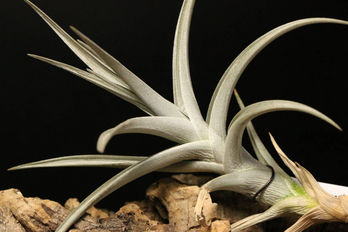 美白有茎種 ヌプティアリス Tillandsia Nuptialis チランジア ティランジア エアプランツ エアープランツ アナナス 売買されたオークション情報 Yahooの商品情報をアーカイブ公開 オークファン Aucfan Com