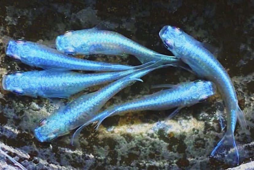 吉メダカ ブ 青幹之 フルボディ メダカ有精卵 10個 A 有精卵 稀少種 極上 幹之 限定 大 鉄仮面 特選 メダカ卵 高級メダカ めだか 売買されたオークション情報 Yahooの商品情報をアーカイブ公開 オークファン Aucfan Com