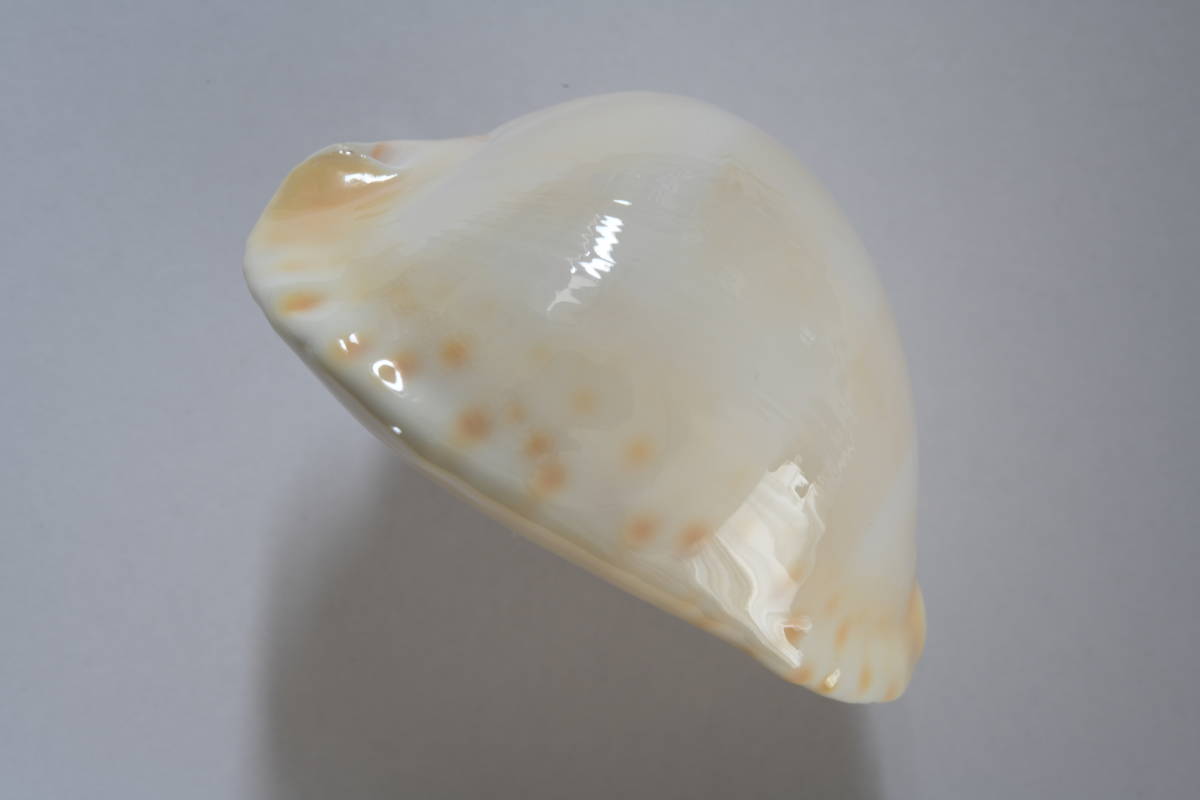コントラリアビードロダカラ（Zoila thersites contraria）【貝殻 