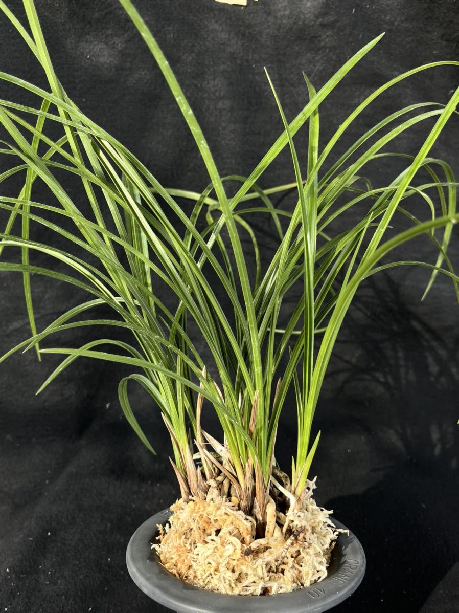 中国春蘭 一茎九花 〔解佩梅〕花芽2 中国春蘭 一茎九花 〔解佩梅〕花芽