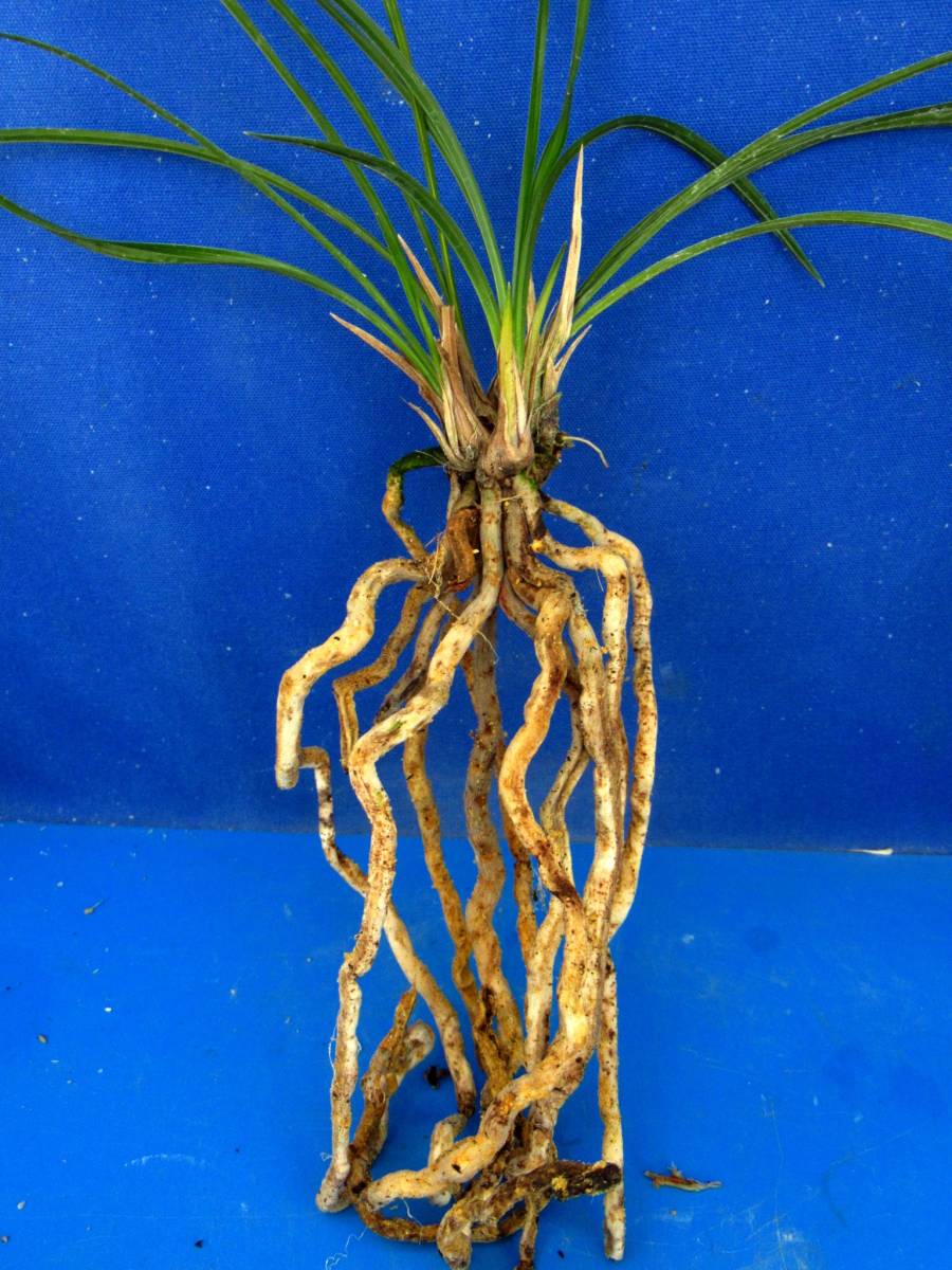 ｒｊ 富貴蘭 長生蘭 東洋蘭 日本春蘭 黄麗殿４本立ち 東洋蘭専門店蘭麝 ラン 売買されたオークション情報 Yahooの商品情報をアーカイブ公開 オークファン Aucfan Com