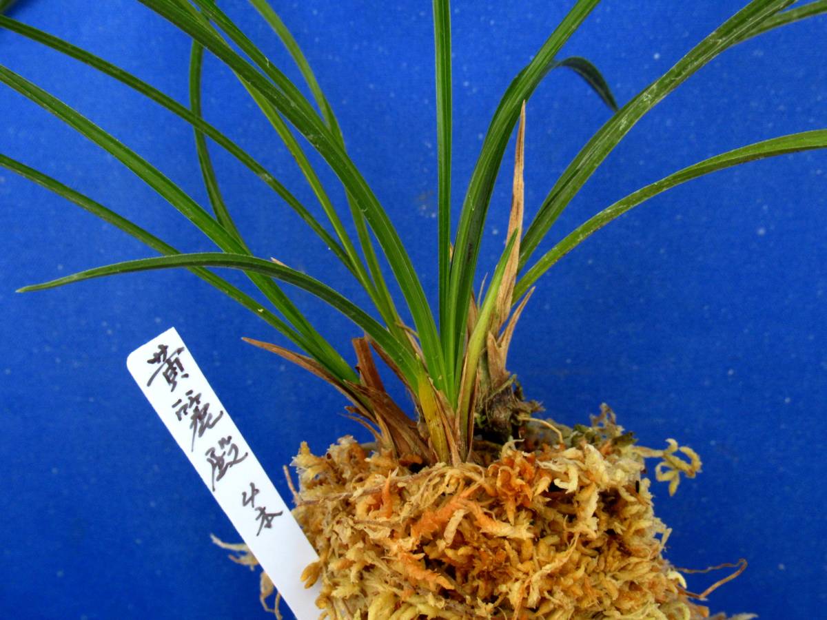 ｒｊ 富貴蘭 長生蘭 東洋蘭 日本春蘭 黄麗殿４本立ち 東洋蘭専門店蘭麝 ラン 売買されたオークション情報 Yahooの商品情報をアーカイブ公開 オークファン Aucfan Com