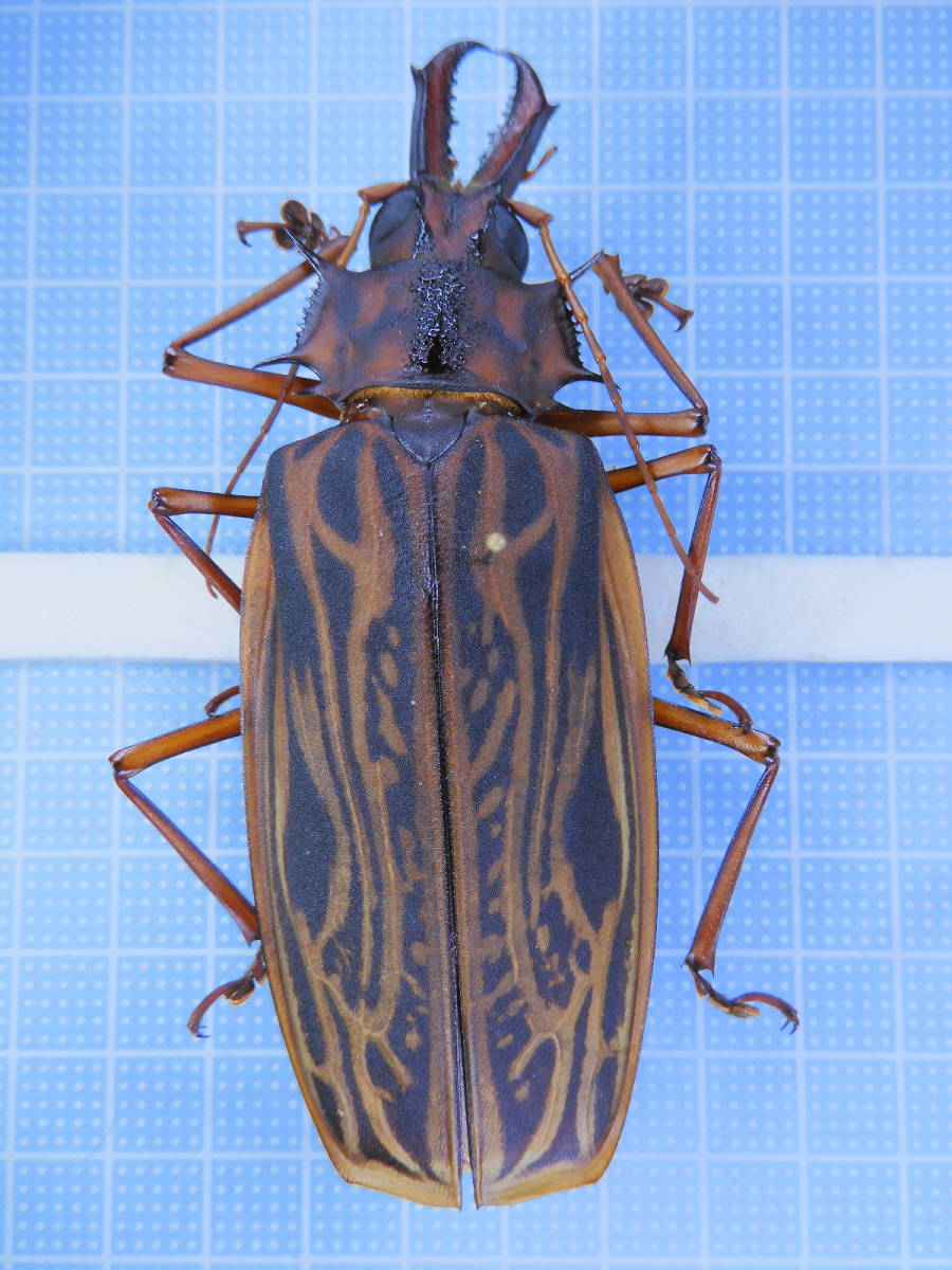 ペルー産 アントンオオキバウスバカミキリ 61mm Ecofre Com Br