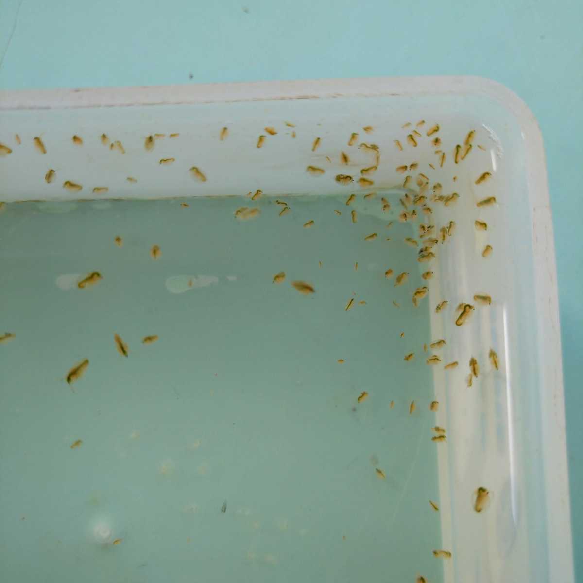 オオ ミジンコ 50匹 0匹以上実匹70匹以上 繁殖させて ウーパールーパー メダカ 川魚 ウナギ どじょう タナゴ 錦鯉 餌 金 その他 売買されたオークション情報 Yahooの商品情報をアーカイブ公開 オークファン Aucfan Com