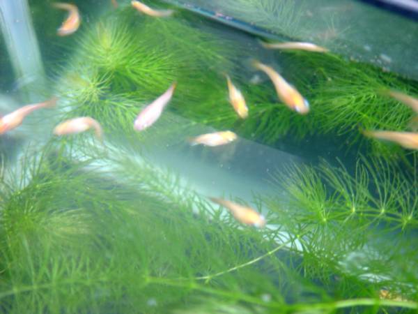 ☆即戦力☆　東天光　レットラインテール　１P＆だるま１P＝４匹_1