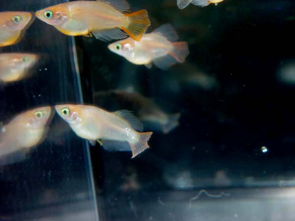 ☆即戦力☆　東天光　レットラインテール　１P＆だるま１P＝４匹_3