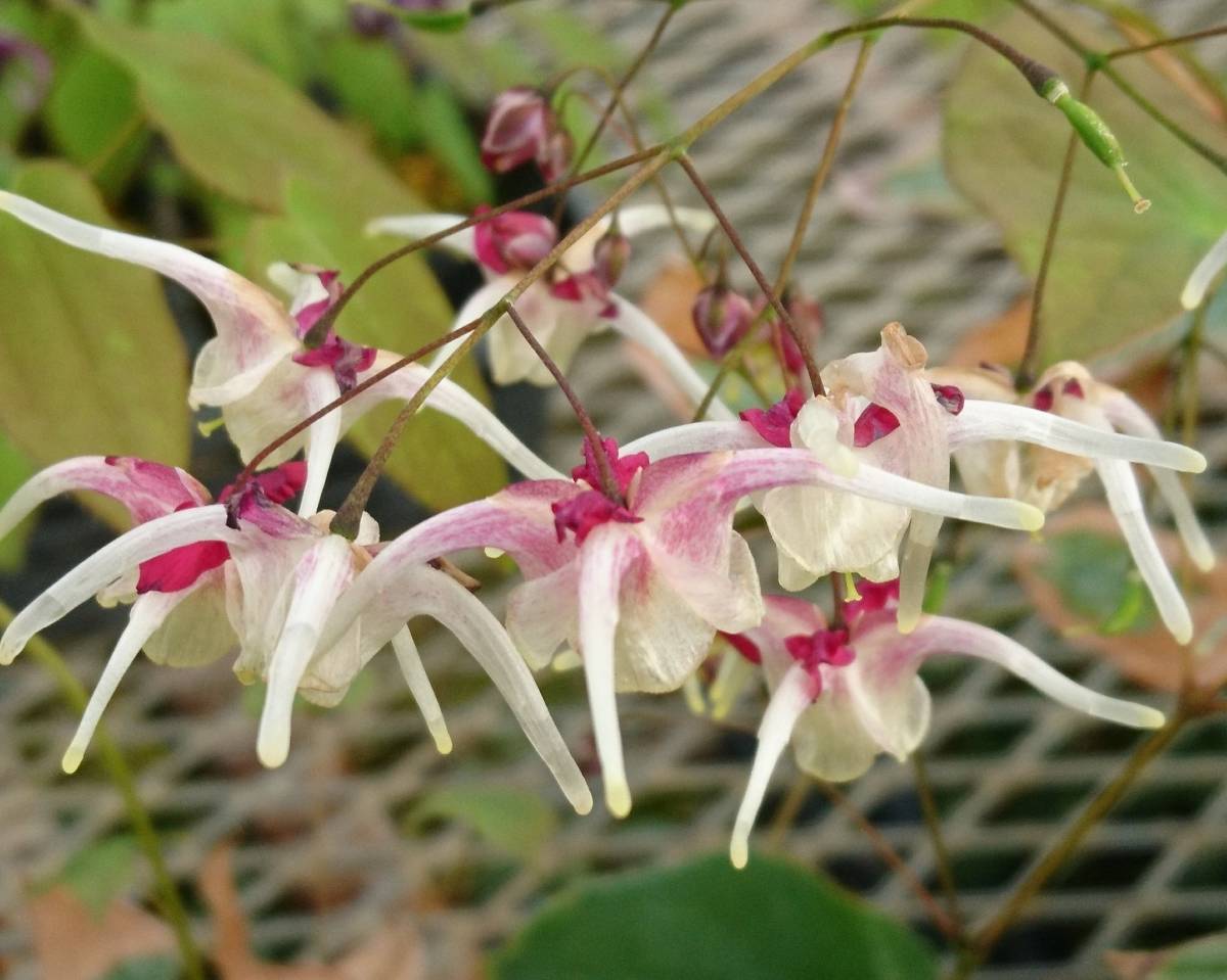 イカリソウ 紅白の祝 開花株1株 大型常緑葉 裸の状態 送ります 花 売買されたオークション情報 Yahooの商品情報をアーカイブ公開 オークファン Aucfan Com