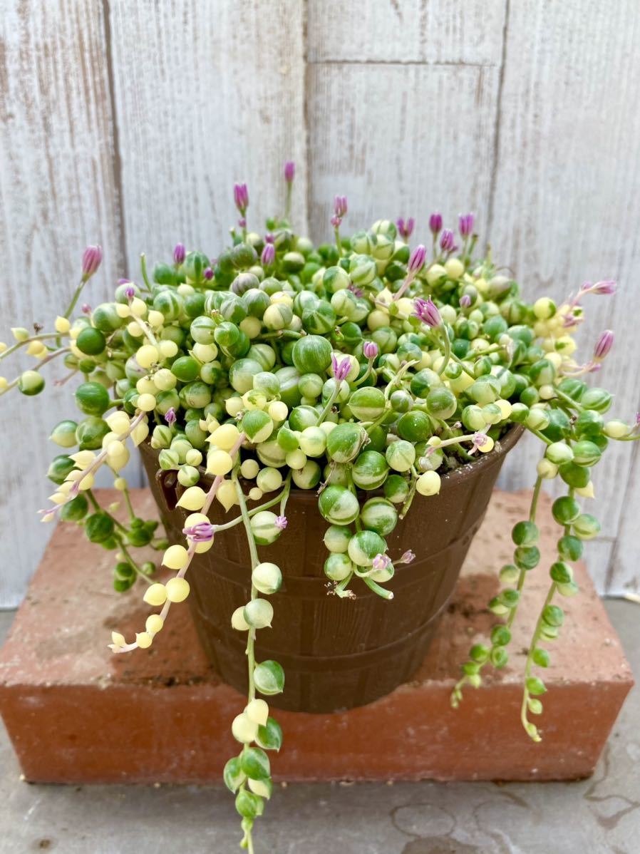 多肉植物 斑入りグリーンネックレス鉢植え 寄せ植えに サボテン 売買されたオークション情報 Yahooの商品情報をアーカイブ公開 オークファン Aucfan Com 多肉植物 斑入りグリーンネックレス鉢植え 寄せ植えに サボテン 売買されたオークション情報 Yahooの商品情報をアーカイブ公開 オークファン Aucfan Com
