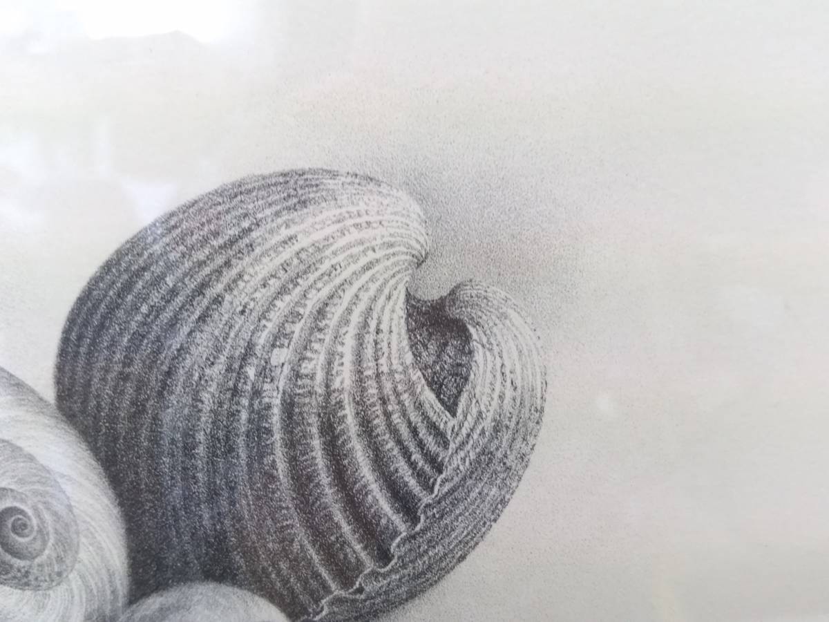 【100部限定・直筆サイン入】野田弘志 画集『湿原』豪華3点セット 初だし】野田弘志版画「貝」リトグラフ エディションナンバー53/90