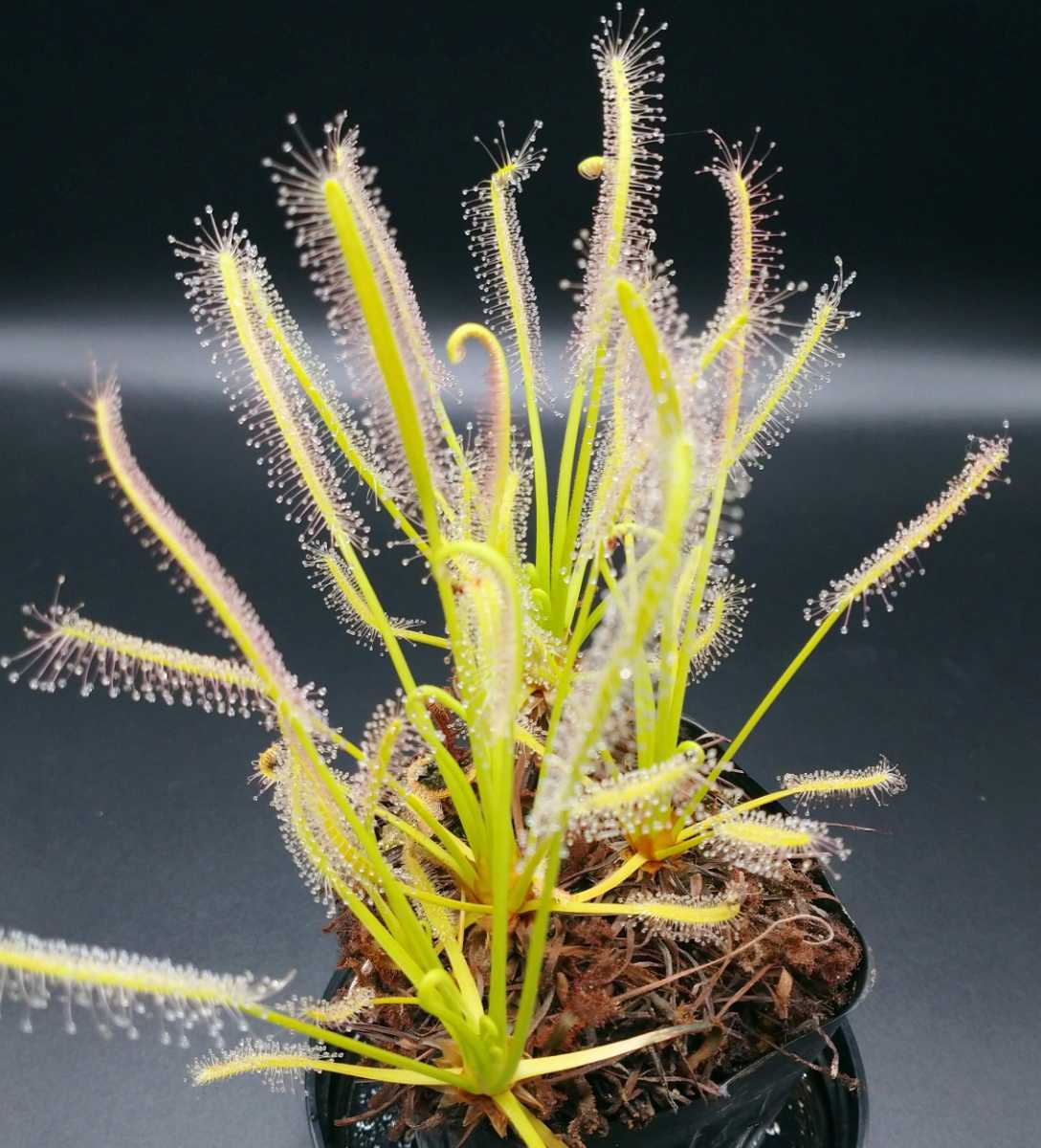 食虫植物 ドロセラ カペンシスアルバ の種子 68 Off