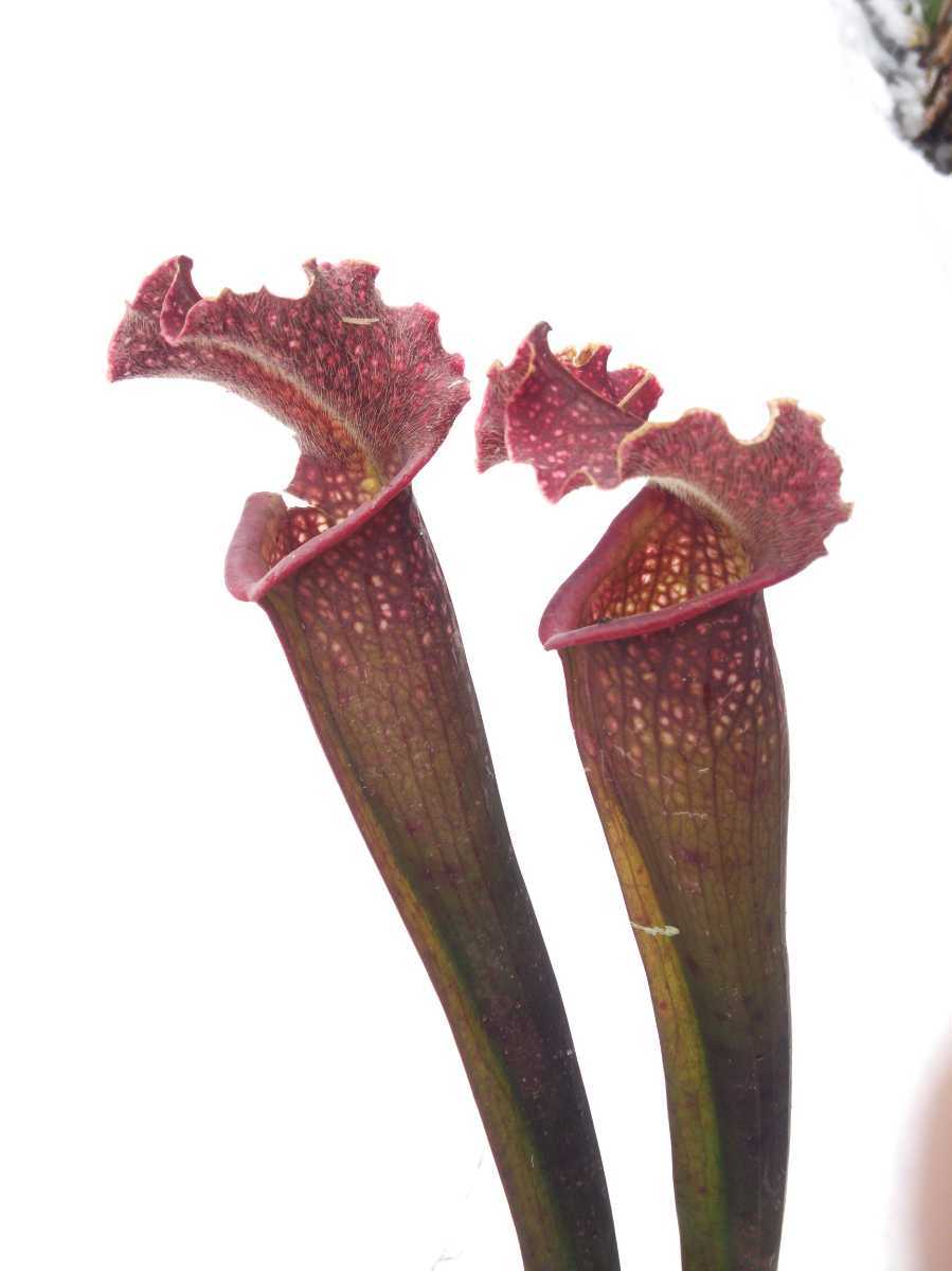 食虫植物 サラセニア 交配種 京鹿の子 キョウカノコ 株分け苗 一鉢 その他 売買されたオークション情報 Yahooの商品情報をアーカイブ公開 オークファン Aucfan Com