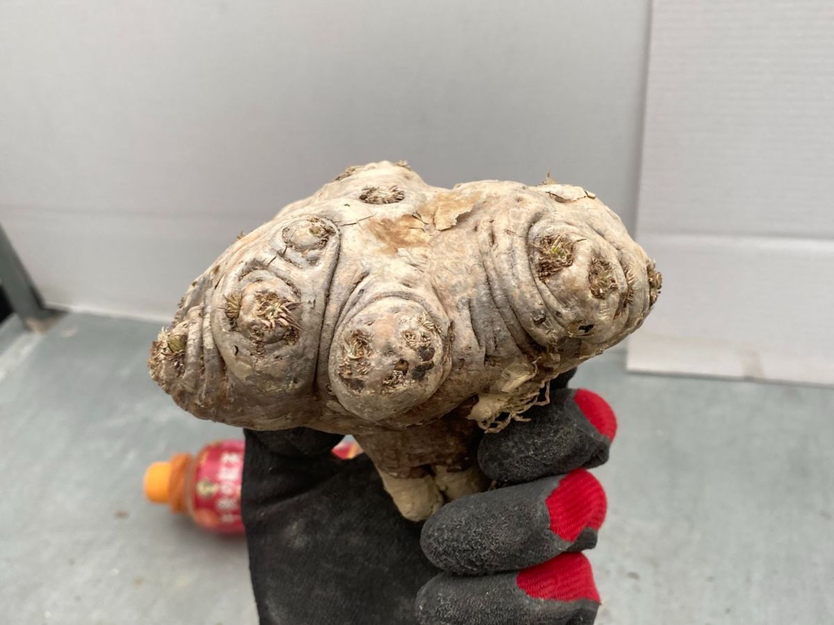 ニ6363 「現地株」パキポディウム 恵比寿笑い 大 抜き苗【4/1最新到着・マダガスカル・Pachypodium brevicaule・塊根植物】