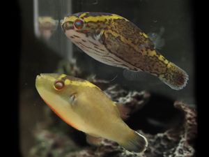 ポイント10倍 アフリカ淡水フグ テトラオドン ショウテデニー 4 幼魚3匹セット ブリード個体 パファー 正規取扱店 Pegasusarabians Com