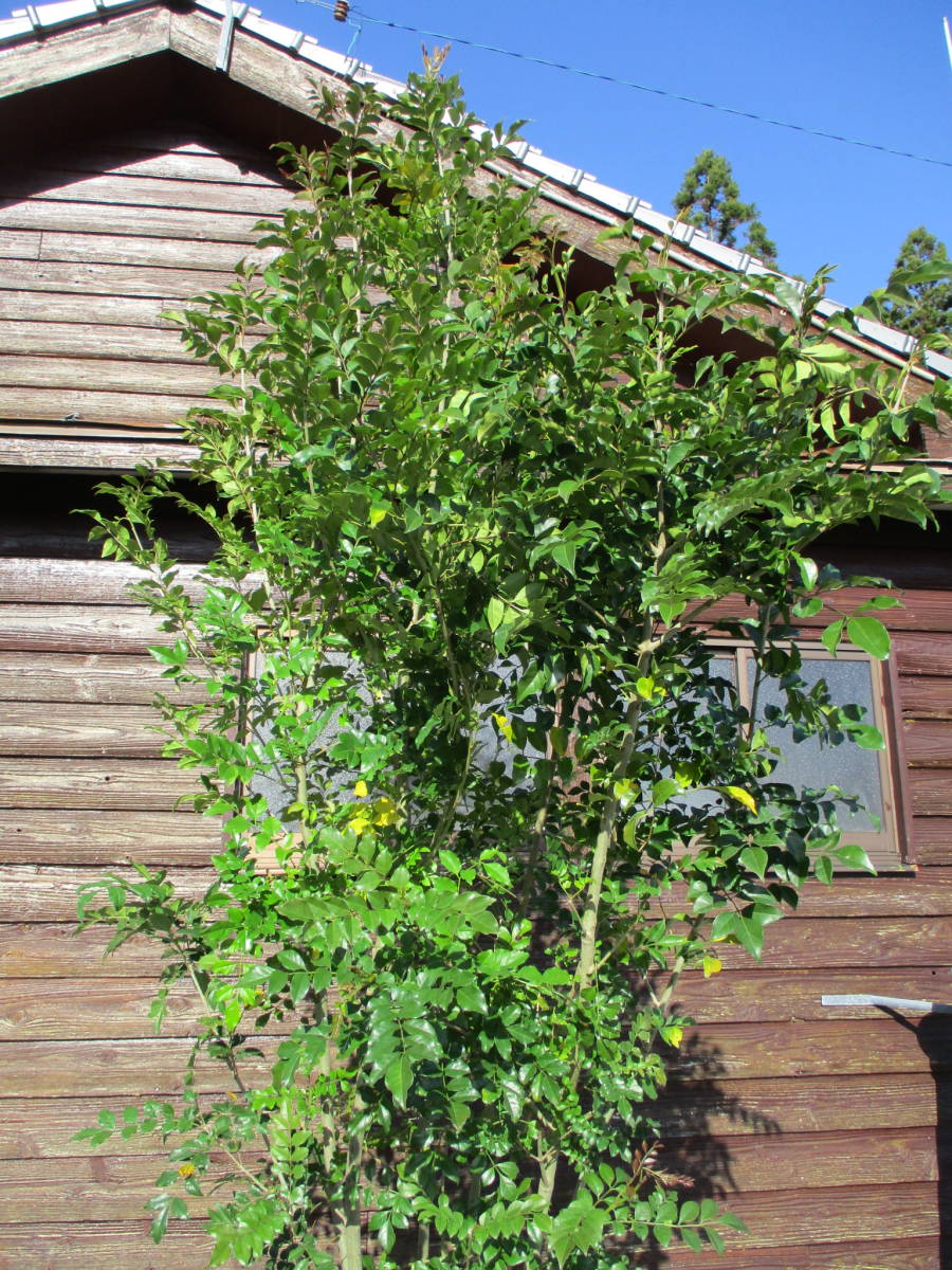 8 31迄 耐寒性シマトネリコ株立ち シンボルツリーに 早いもの勝ち 激安即決 超極上品 h2 5m 爆買いセール 激安即決 8 31迄 耐寒性シマトネリコ株立ち シンボルツリーに 早いもの勝ち 激安即決 超極上品 h2 5m 爆買いセール 激安即決