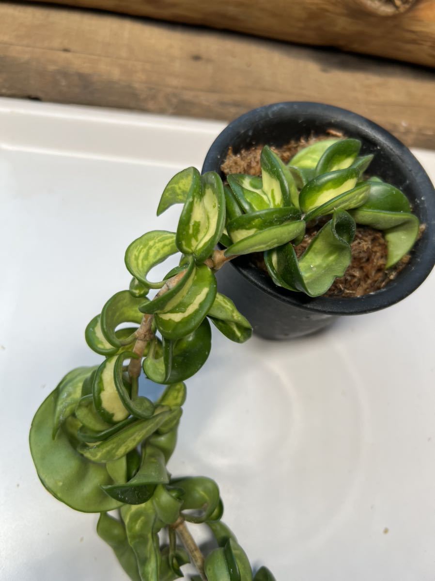 ホヤ カルノーサ コンパクタ バリエガタ 花座付 観葉植物 売買されたオークション情報 Yahooの商品情報をアーカイブ公開 オークファン Aucfan Com ホヤ カルノーサ コンパクタ バリエガタ 花座付 観葉植物 売買されたオークション情報 Yahooの商品情報をアーカイブ公開 オークファン Aucfan Com