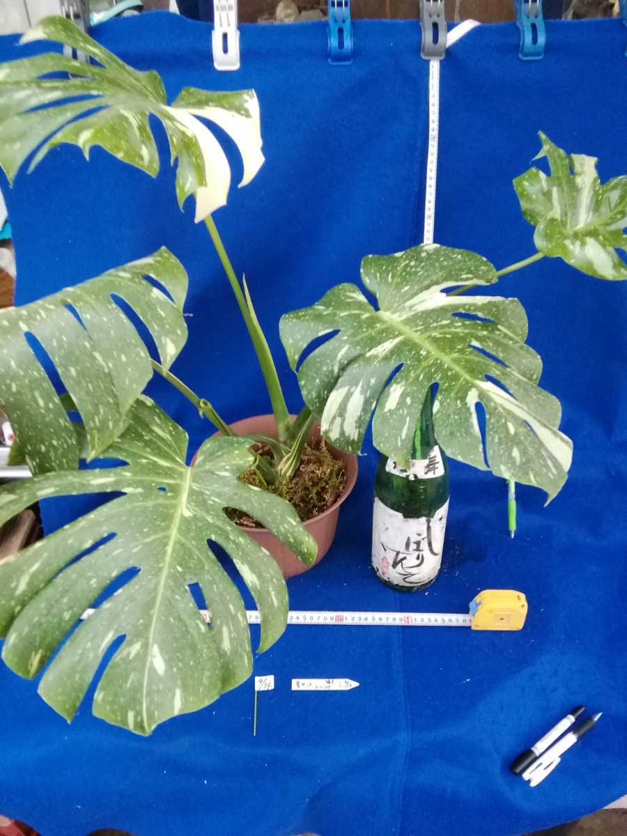 No 0414 斑入り 古典 黄斑入りモンステラ デリシオーサ 特大 観葉植物 Www Institutoreaction Com Br