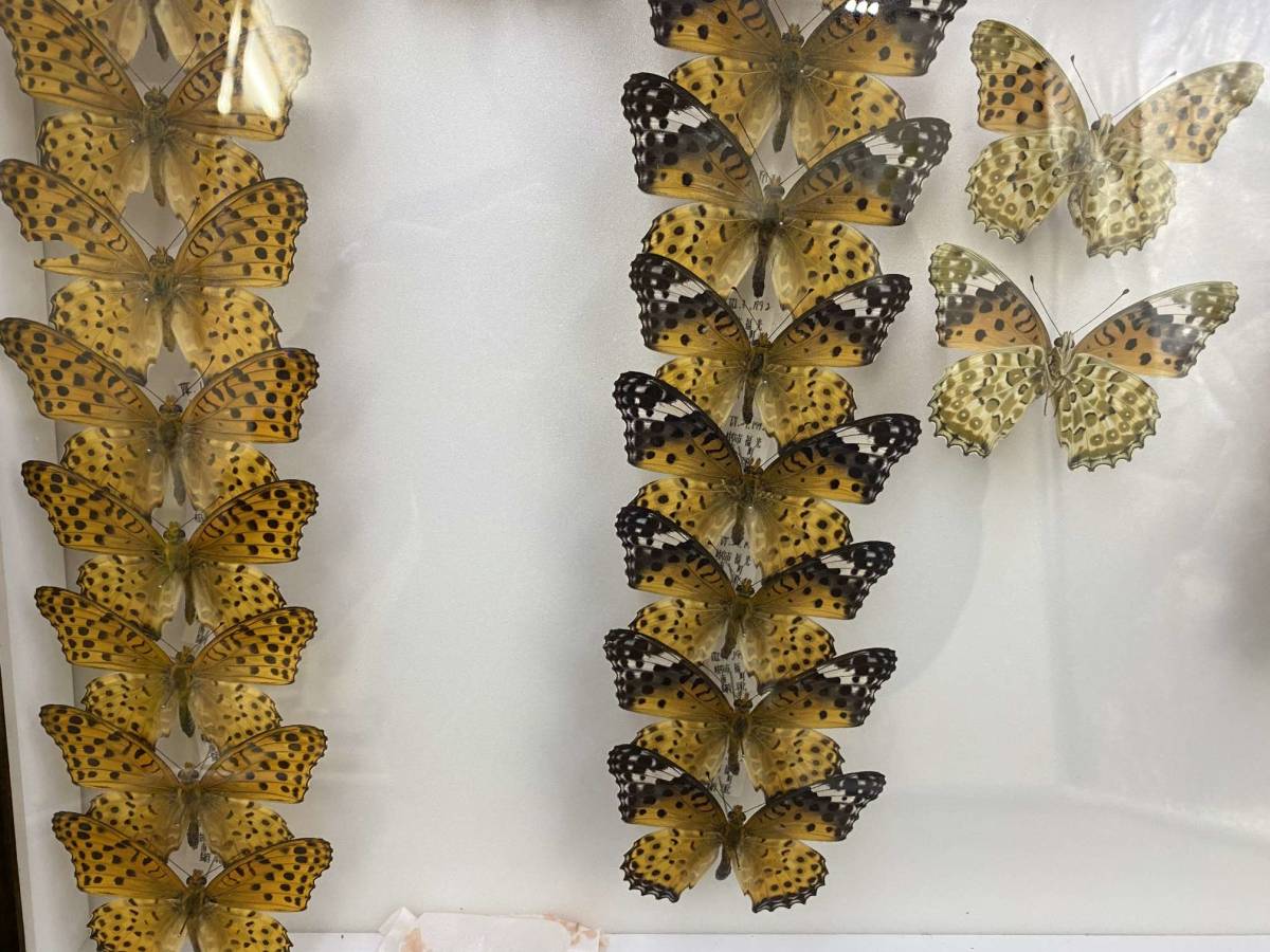 1985年 1991年 1992年 1994年 国産蝶標本 ドイツ箱 39匹 ヒョウモンチョウ ツマグロヒョウモンチョウ オオムラギンヒョウモンチョウ 科学 自然 売買されたオークション情報 Yahooの商品情報をアーカイブ公開 オークファン Aucfan Com 1985年 1991年 1992年 1994年 国産蝶標本 ドイツ箱 39匹 ヒョウモンチョウ ツマグロヒョウモンチョウ オオムラギンヒョウモンチョウ 科学 自然 売買されたオークション情報 Yahooの商品情報をアーカイブ公開 オークファン Aucfan Com