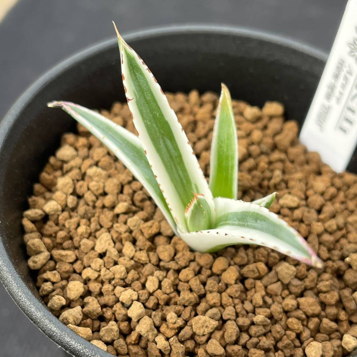 アガベ 氷山 多肉植物 Agave 花の葉に傷がある。 極上 多肉植物アガベ 