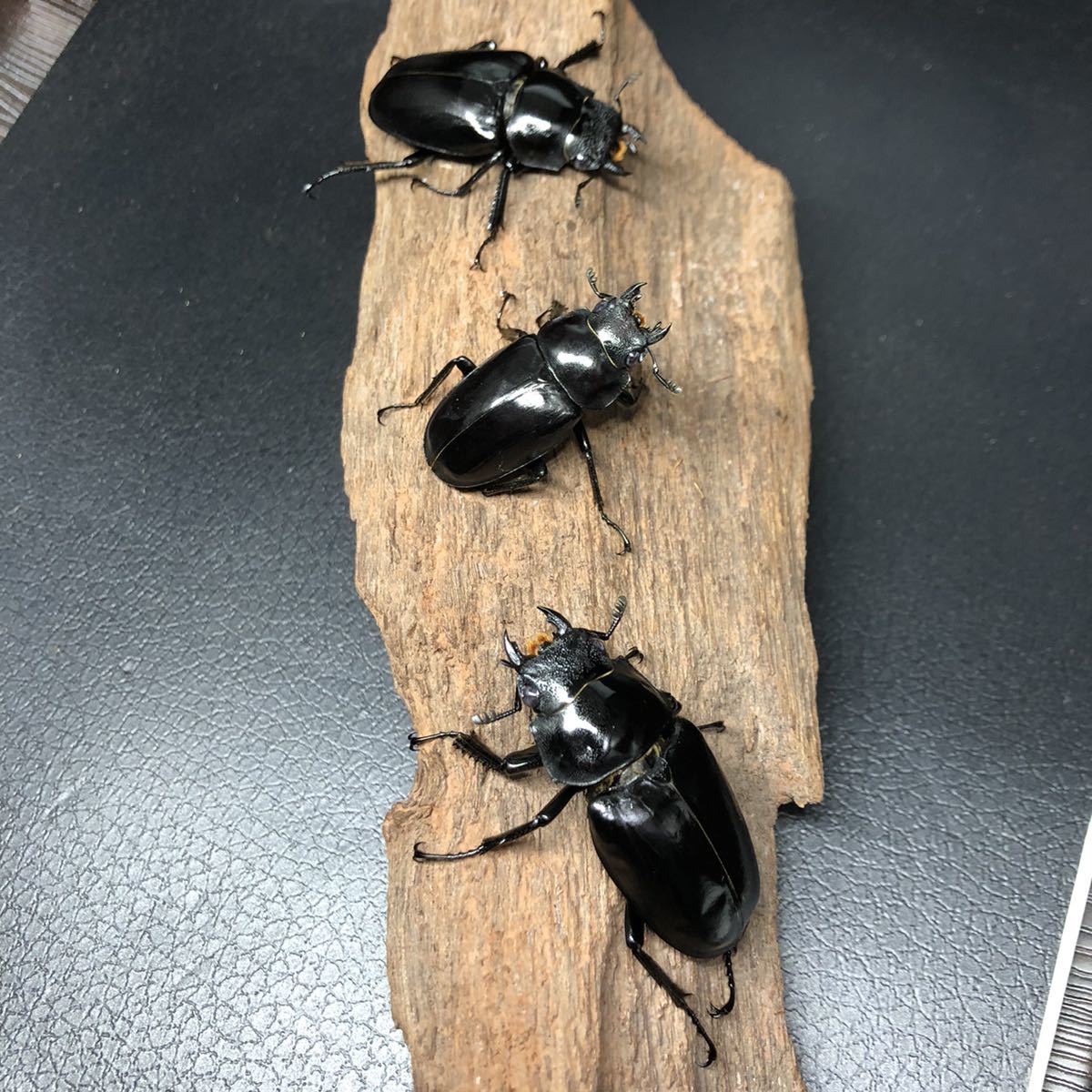 ギラファノコギリクワガタ 1♂3♀ 小型 新成虫 フローレス島産(外国産